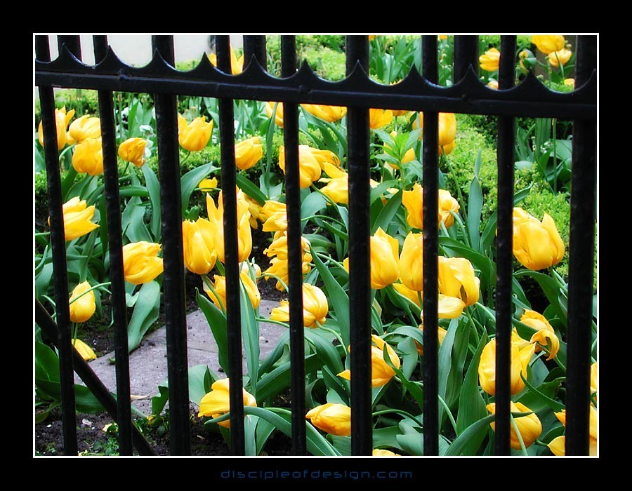 caged