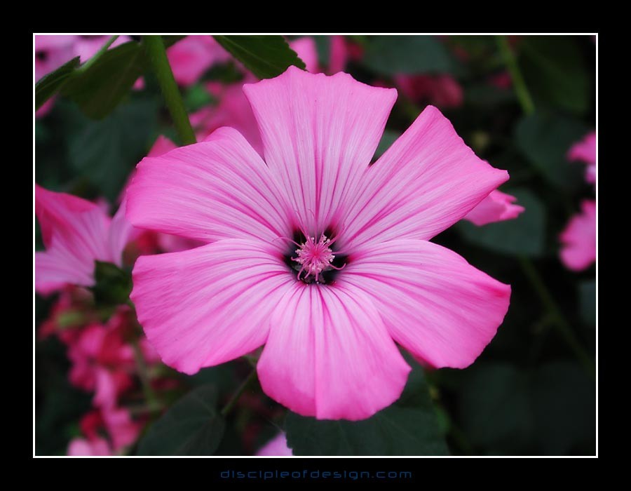 keukflower01