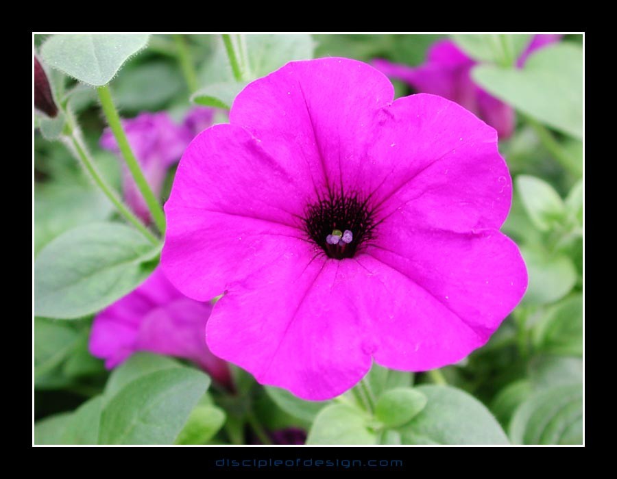 keukflower02