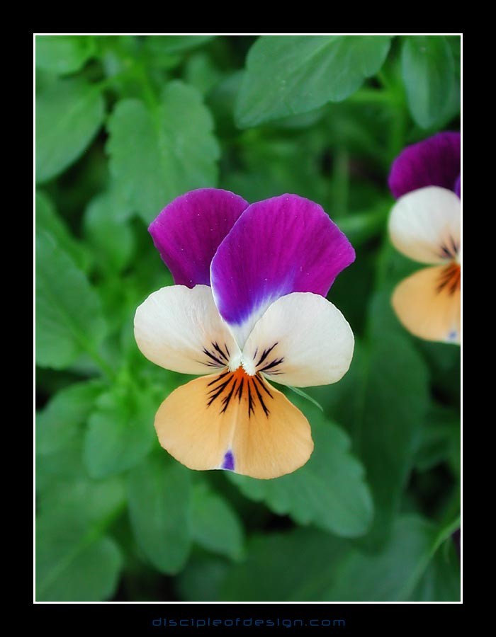 keukflower04