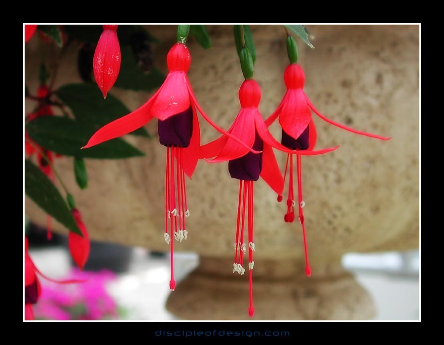 keukflower07