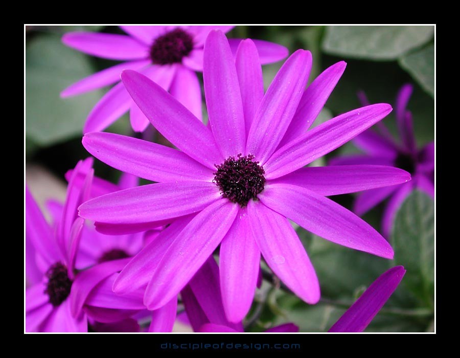 keukflower08
