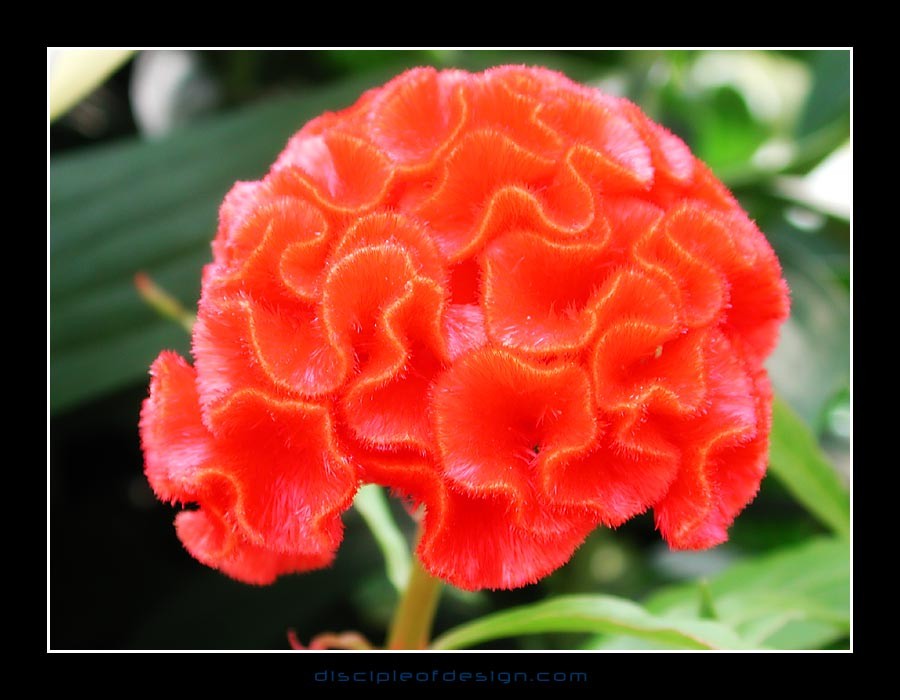 keukflower10