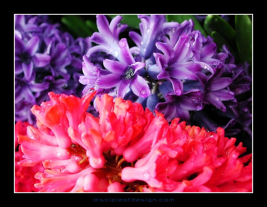 keukhyacinth01