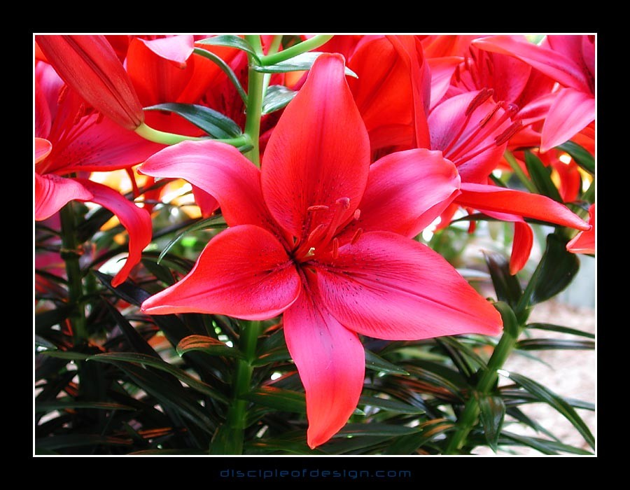 keuklilly04