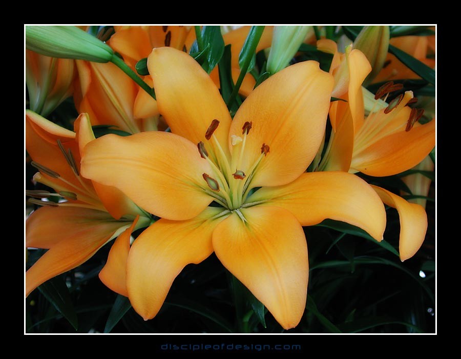 keuklilly06