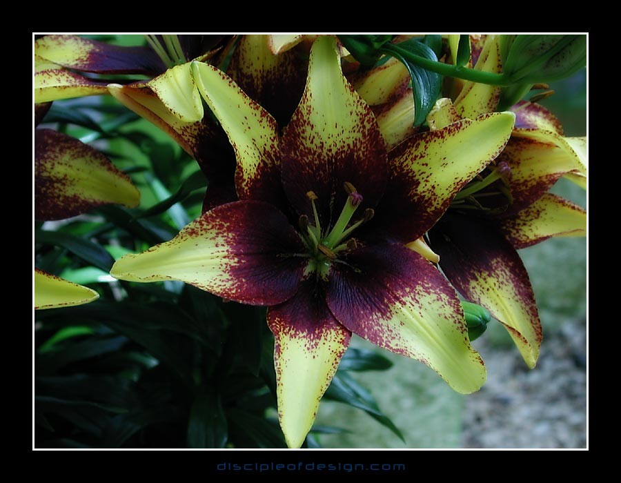 keuklilly12