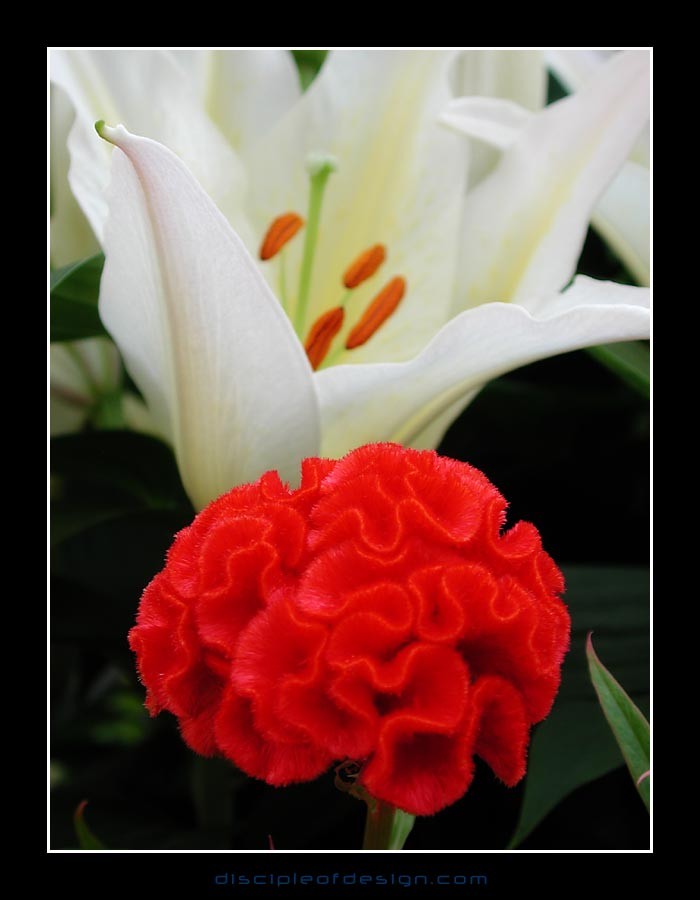 keuklilly14