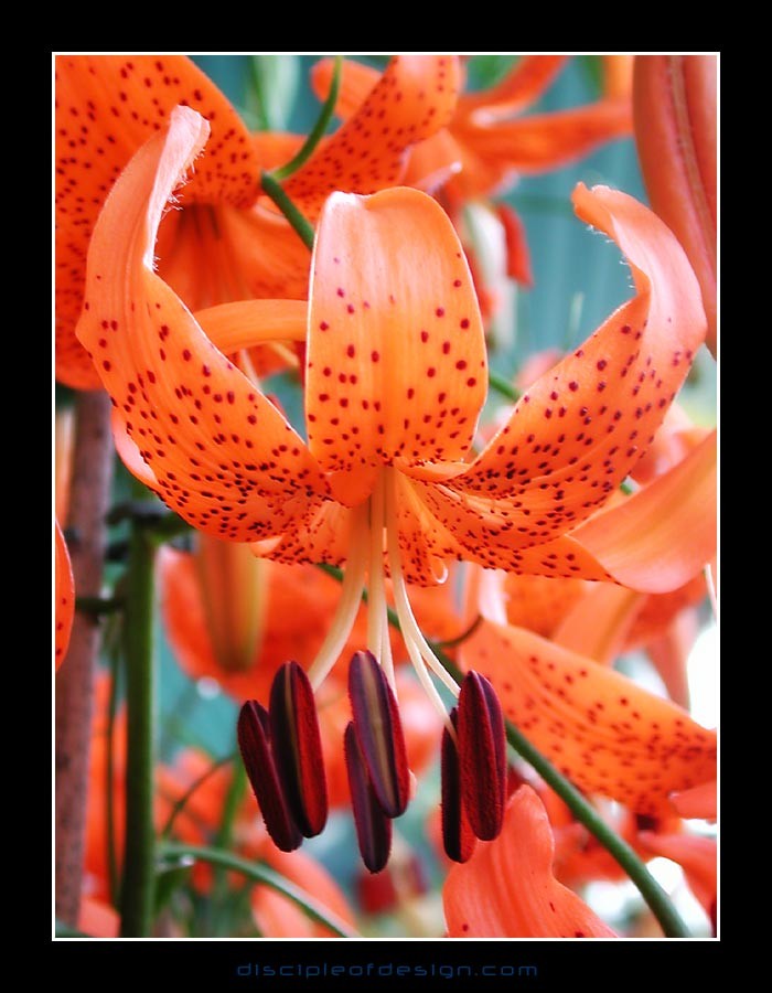 keuklilly15
