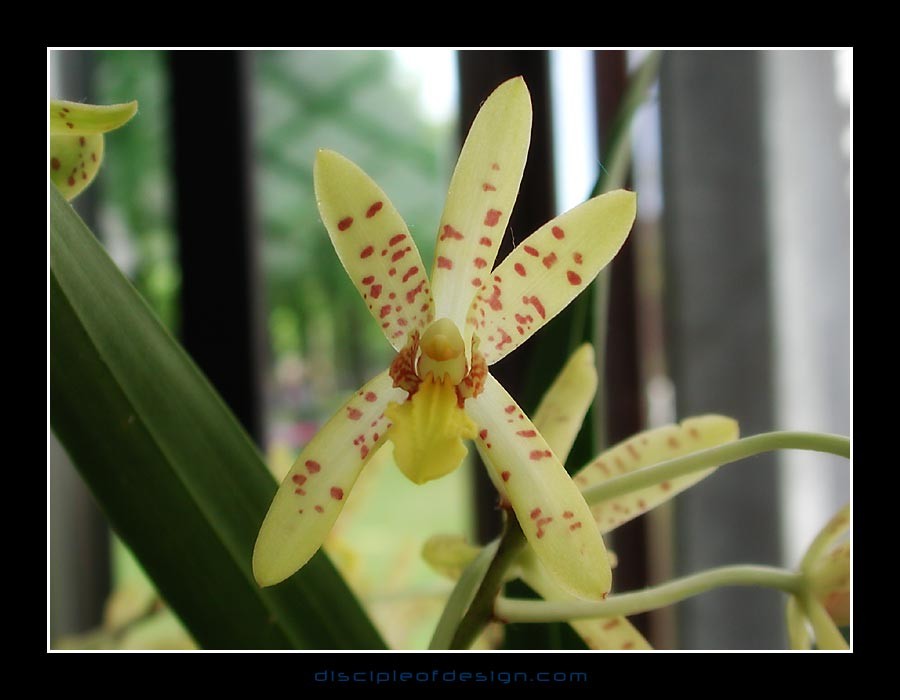 keukorchid02
