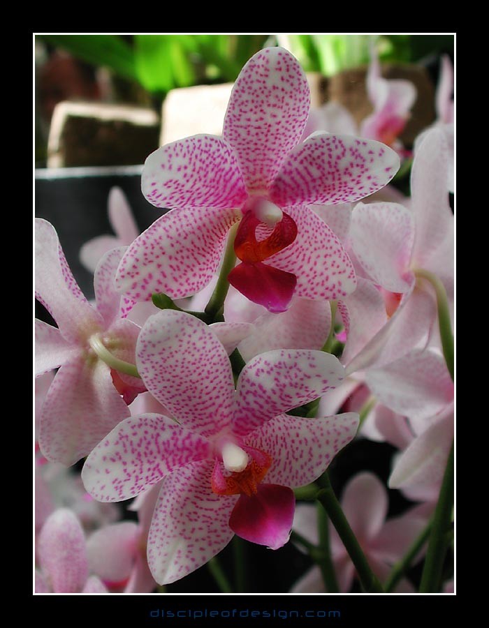 keukorchid23
