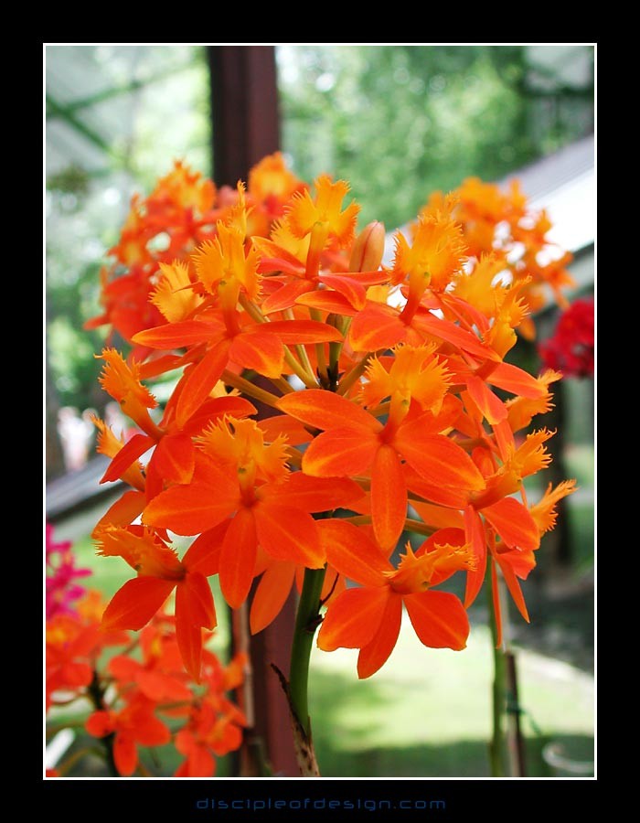 keukorchid26