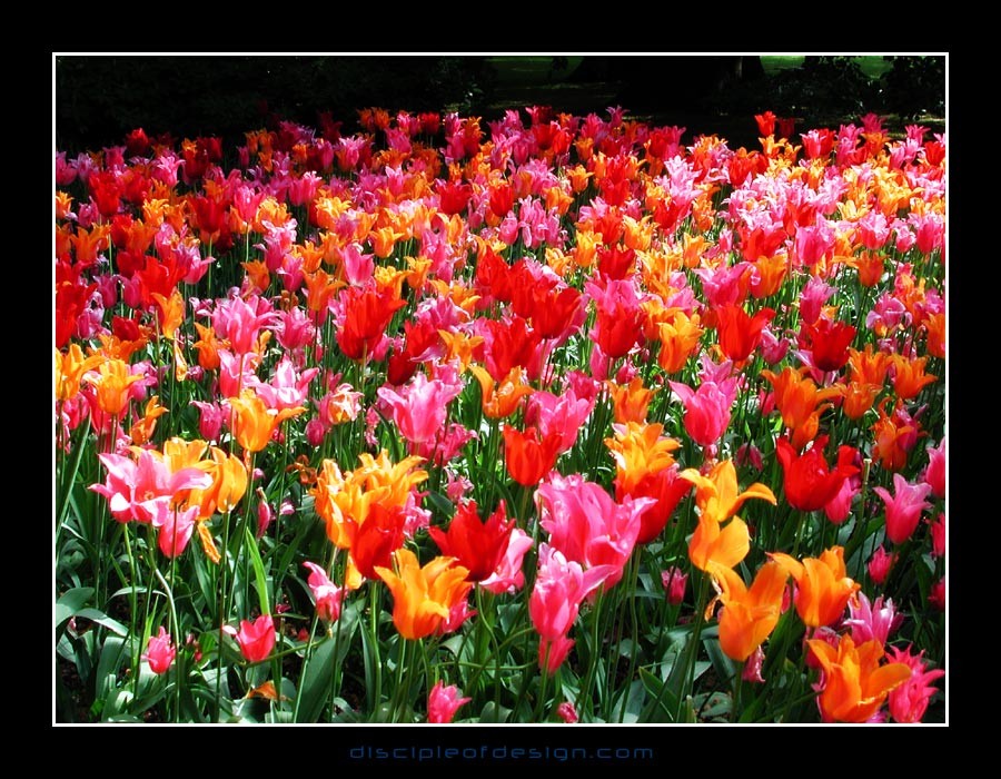 keuktulip01