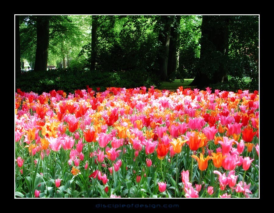 keuktulip02