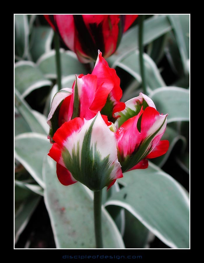 keuktulip03