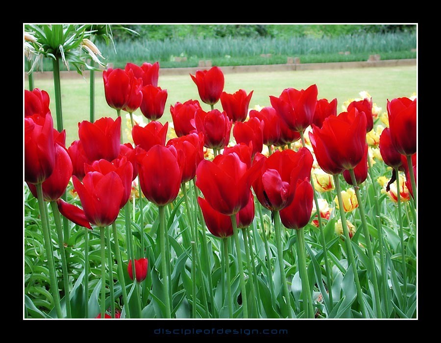 keuktulip16