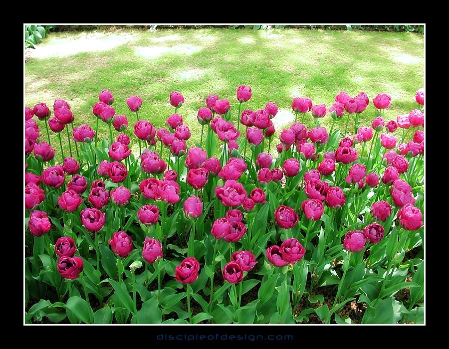 keuktulip17