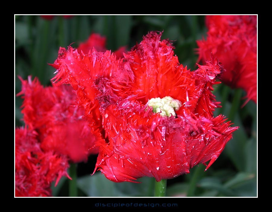 keuktulip05