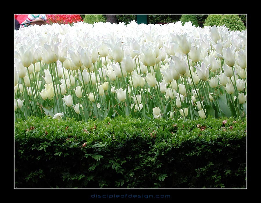 keuktulip06