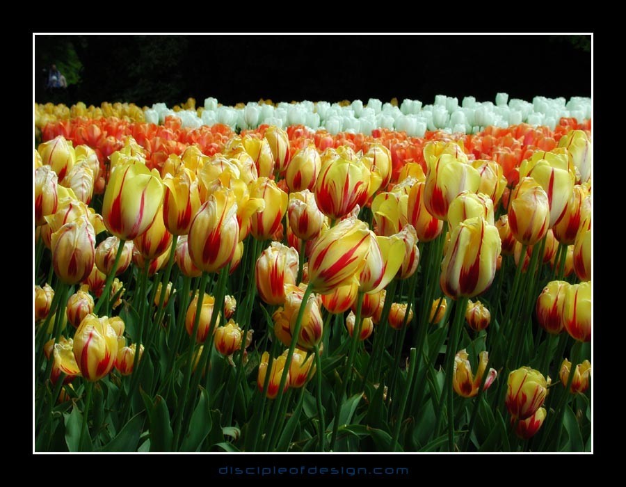 keuktulip07