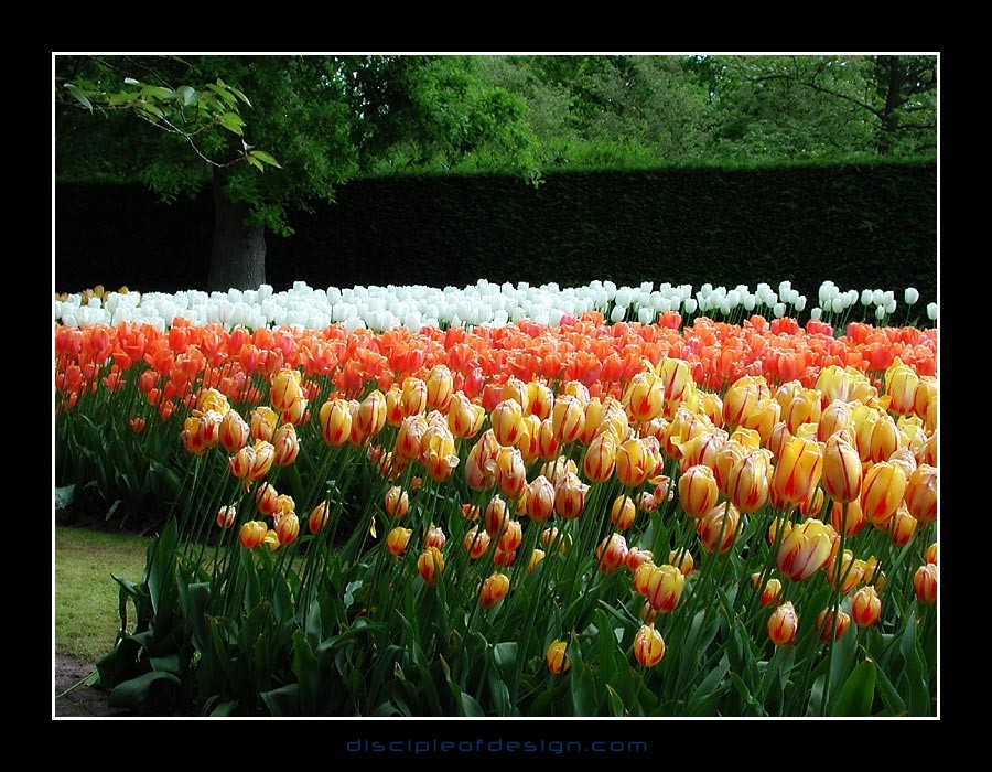 keuktulip08