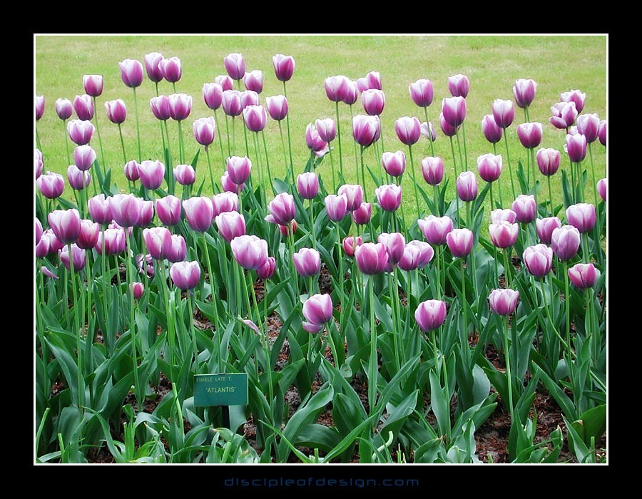 keuktulip15
