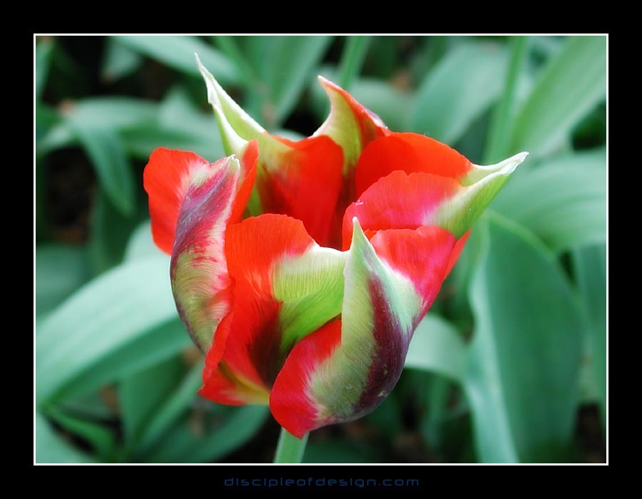 keuktulip19